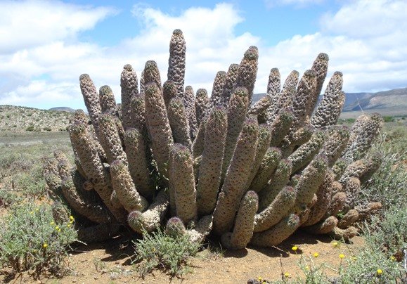 Hoodia pilifera subsp. annulata many-stemmed clump